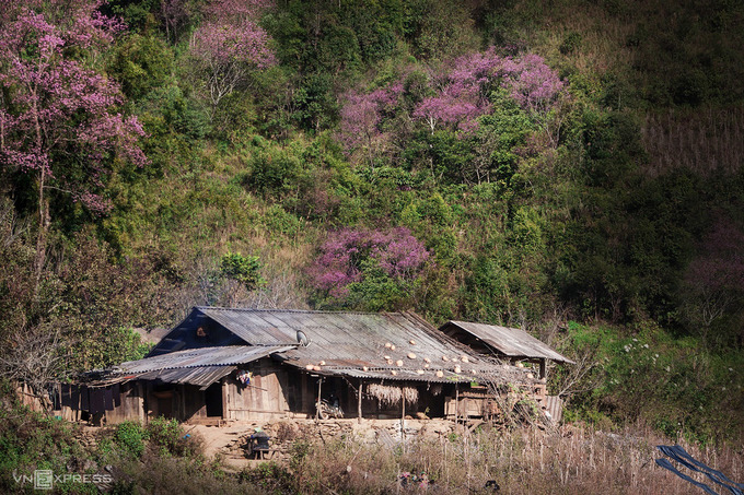 Đào rừng khoe sắc bên căn nhà gỗ của người Mông tại bản Trống Tông, xã La Pán Tẩn